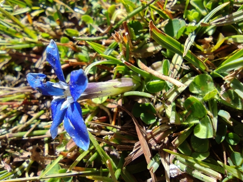 Image of Gentiana sierrae by (c) Santiago Martín-Bravo, some rights reserved (CC BY)