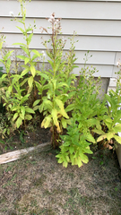 Erechtites hieraciifolius