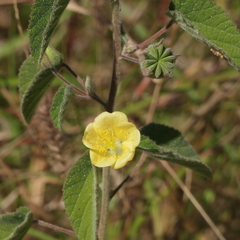 Abutilon oxycarpum