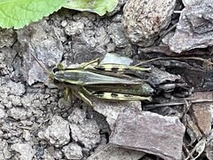 Melanoplus bivittatus