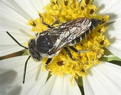 Coelioxys rufitarsis