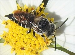 Coelioxys rufitarsis
