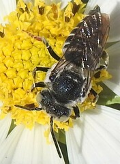 Coelioxys rufitarsis