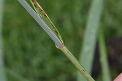 Leymus mollis