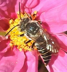 Coelioxys rufitarsis