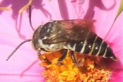 Coelioxys rufitarsis