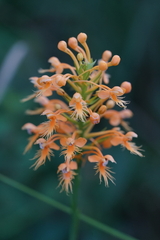 Platanthera chapmanii