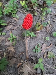 Arisaema dracontium