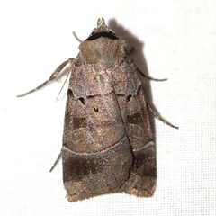 Agnorisma badinodis