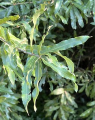 Quercus phellos