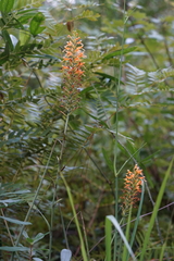 Platanthera chapmanii