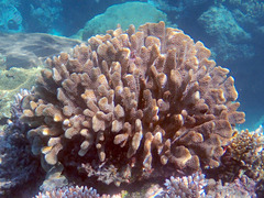 Pocillopora grandis
