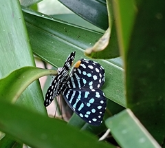 Napaea sylva