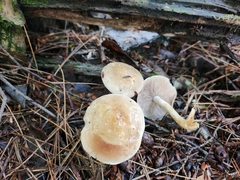Hebeloma