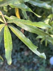 Quercus phellos