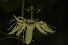 Passiflora affinis