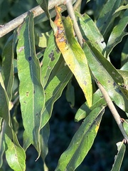 Quercus phellos