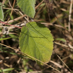 Abutilon oxycarpum