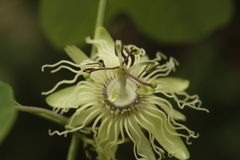 Passiflora affinis