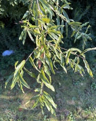 Quercus phellos