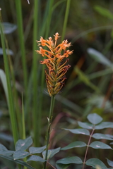 Platanthera chapmanii