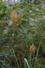 Platanthera chapmanii