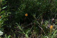 Platanthera chapmanii