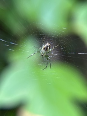 Mangora