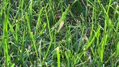 Agriphila straminella