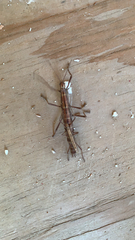 Anisomorpha buprestoides