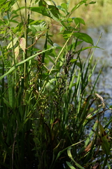 Habenaria repens