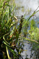 Habenaria repens