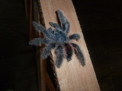 Avicularia juruensis