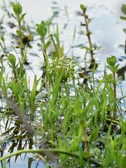 Hydrocotyle umbellata