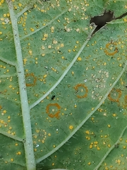 Coleosporium elephantopodis