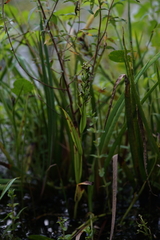 Habenaria repens