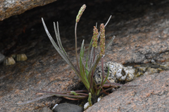 Plantago maritima