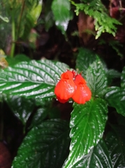 Gesneriaceae