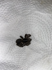 Segestria florentina