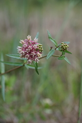 Asclepias rubra