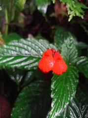 Gesneriaceae