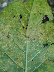 Coleosporium elephantopodis