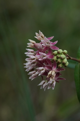 Asclepias rubra