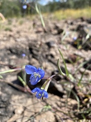 Commelina