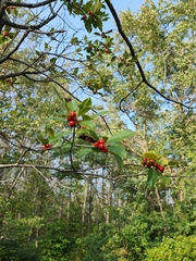 Ilex verticillata