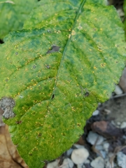 Coleosporium elephantopodis