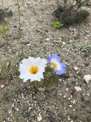Nolana baccata