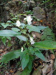 Henckelia anachoreta