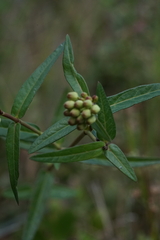 Asclepias rubra