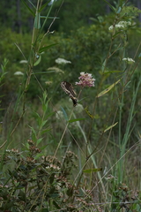 Asclepias rubra